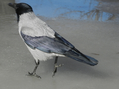 Corvus cornix