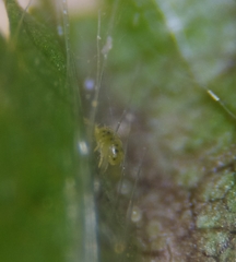 Eotetranychus carpini