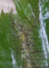 Eotetranychus carpini