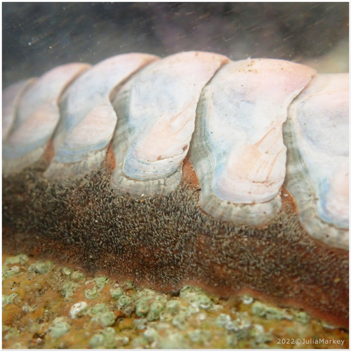 Conspicuous Chiton