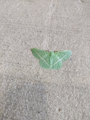 Dichorda illustraria