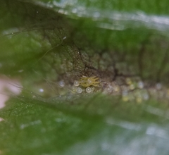 Eotetranychus carpini