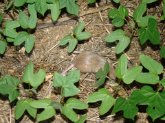 Perognathus amplus