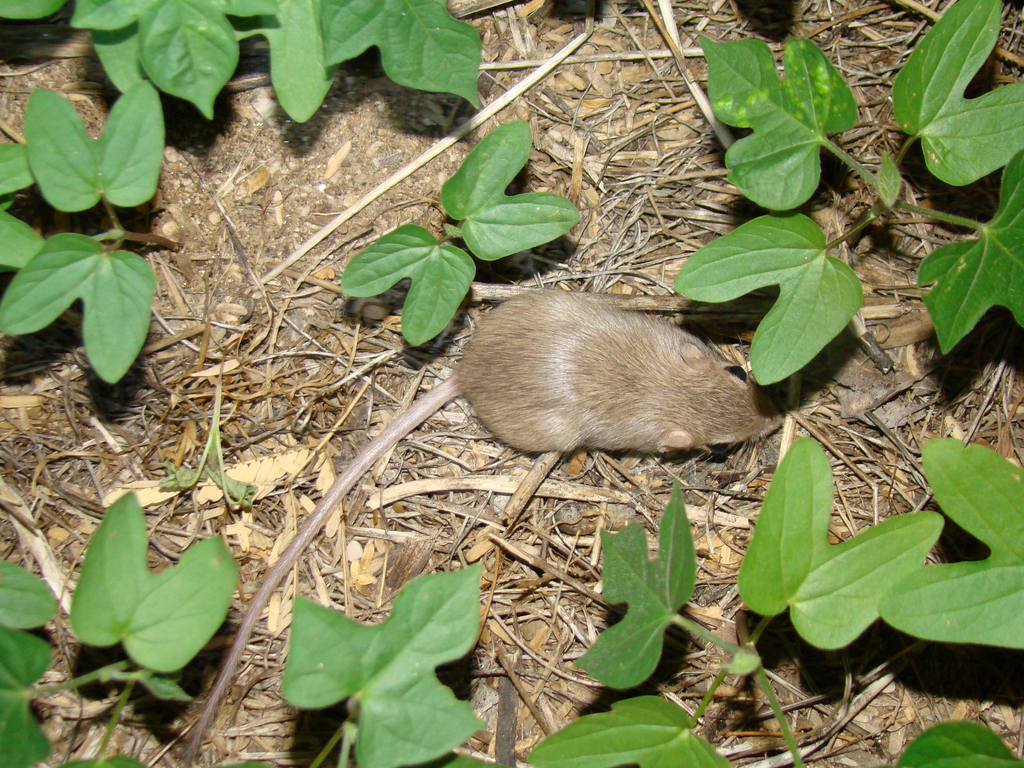 Arizona Pocket Mouse in July 2011 by Joey Mugleston · iNaturalist
