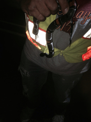 Lampropeltis alterna