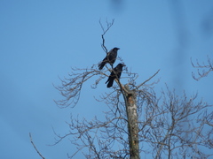 Corvus corone