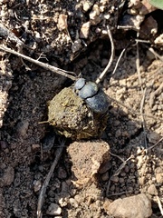 Boreocanthon simplex