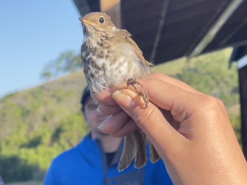 iNaturalist observation photo of Hermit Thrush