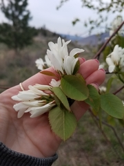 Amelanchier cusickii