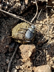 Boreocanthon simplex