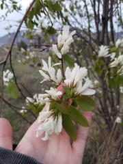 Amelanchier cusickii