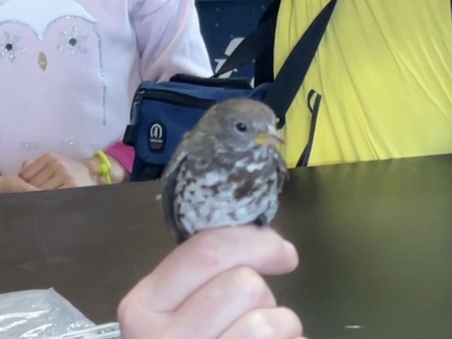 iNaturalist observation photo of Fox Sparrow
