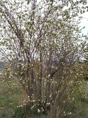 Amelanchier cusickii