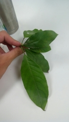 Elaeocarpus japonicus