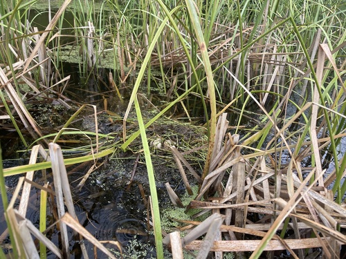 iNaturalist observation photo of American Coot