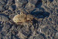 Asproparthenis punctiventris