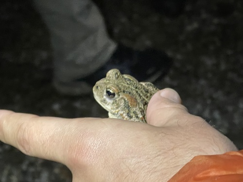 iNaturalist observation photo of Western Toad