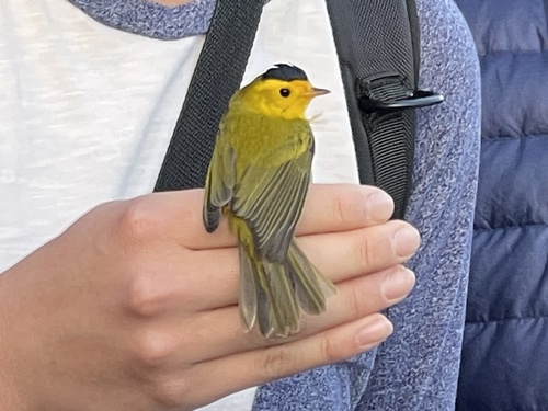 iNaturalist observation photo of Wilson's Warbler