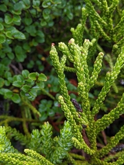 Athrotaxis × laxifolia