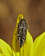 Acmaeodera labyrinthica