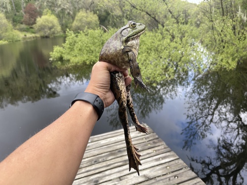 iNaturalist observation photo of American Bullfrog