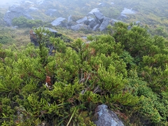 Athrotaxis × laxifolia