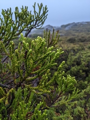 Athrotaxis × laxifolia