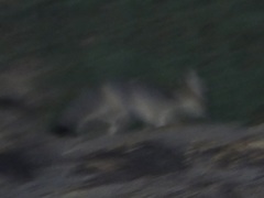 Vulpes macrotis macrotis