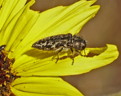 Acmaeodera labyrinthica