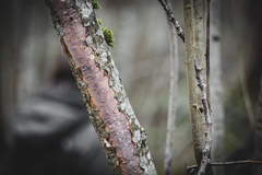 Vuilleminia comedens