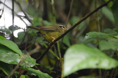 Basileuterus melanotis