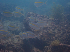 Selaroides leptolepis