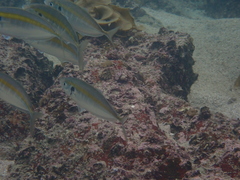 Selaroides leptolepis