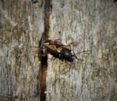 Rhyparochromus vulgaris