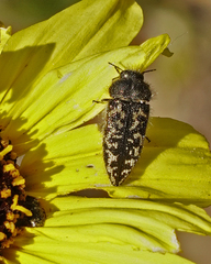 Acmaeodera labyrinthica