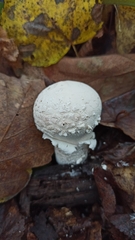 Lycoperdon mammiforme