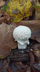 Lycoperdon mammiforme