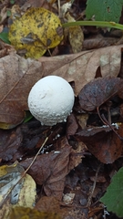 Lycoperdon mammiforme