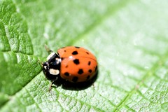Harmonia axyridis