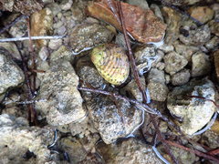 Nerita versicolor
