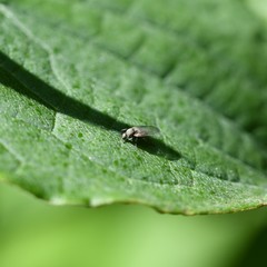 Diptera