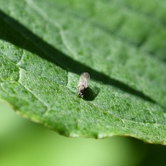 Diptera