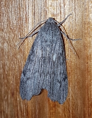 Harpagocnema eremoplana