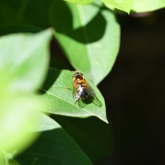 Epistrophe eligans