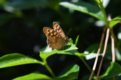 Pararge aegeria