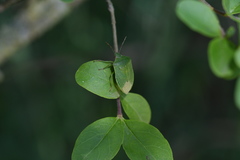 Nezara viridula