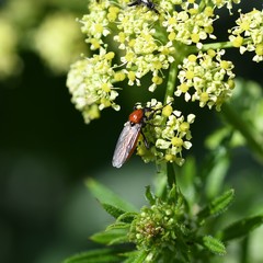 Bibio