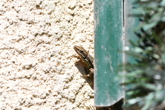 Podarcis muralis