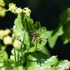 Polistes dominula