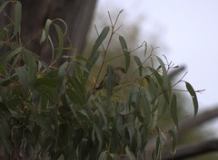 Pardalotus quadragintus